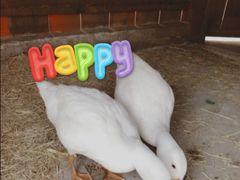 -前小桔亲子创意农场·草莓采摘·露营烧烤