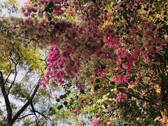 -深圳国际园林花卉博览园