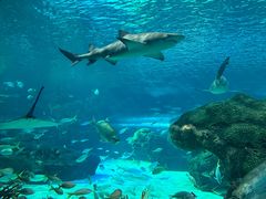 -瑞普利水族馆