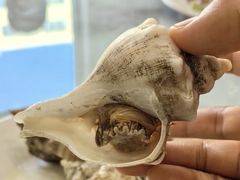 蒸海螺-鱼市酒店(威海水产批发市场店)