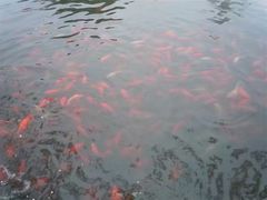 -兰剑驾校(汉阳校区)