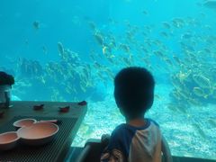 -涛·海底餐厅·美人鱼·自助餐·海底隧道(三亚海棠湾洲际度假酒店)
