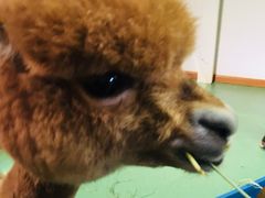 -藦茜花园宠物主题亲子互动体验馆(国顺东路店)