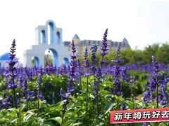 -百万葵园