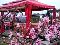 -樂桃源奉贤黄桃种植采摘基地