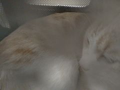-北京观赏动物医院·24小时大型综合·猫专科·异宠专科