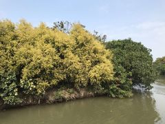 -大湾区中央湿地公园