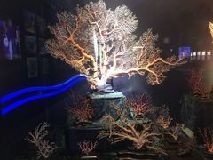 -绮丽珊瑚博物馆(台东店)