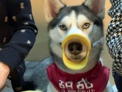 -Husky Go! 哈士奇体验馆·宠物咖啡厅狗咖