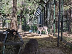 -青藏高原野生动物园