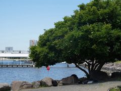 -台场海滨公园船码头