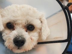 -瑞派康怡24h宠物医院·犬猫医疗中心·微创绝育(瑞景分院)