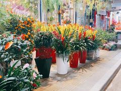 -溪岸路花鸟市场
