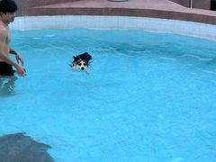 -帕帕拉兹宠物(亚洲旗舰店)