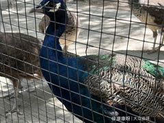 -哈密回王府景区