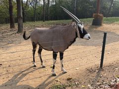 -大连森林动物园