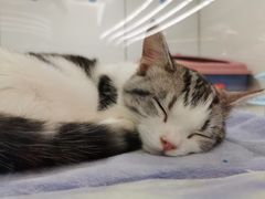 -1013 PET SHOP精品宠物商店(丁香店)