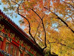 -灵谷景区