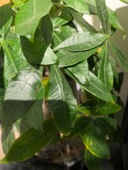 -丹曦·美甲美睫