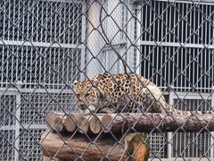 -合肥野生动物园