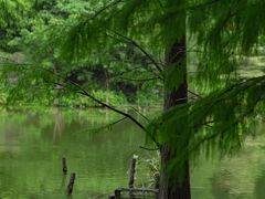 -深圳仙湖植物园