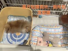 -多乐狗狗宠物训练工作室