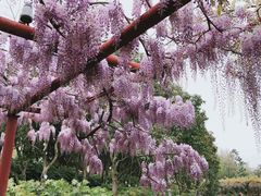 -嘉定紫藤园