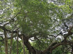-小洲村
