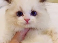 -Bastet sally猫舍购宠(静安店)