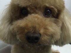 -A猫a狗全科·犬猫异宠·芥西宠物医院(南开总院)