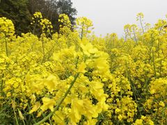 -新安江山水画廊风景区
