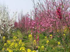 -南汇桃花村