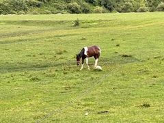 -狮子沟牧场