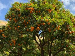 -瓦伦西亚大教堂