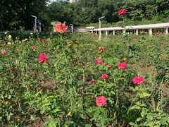 -人民公园(罗湖区)