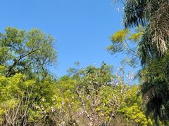 -深圳仙湖植物园