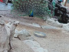 -东部华侨城