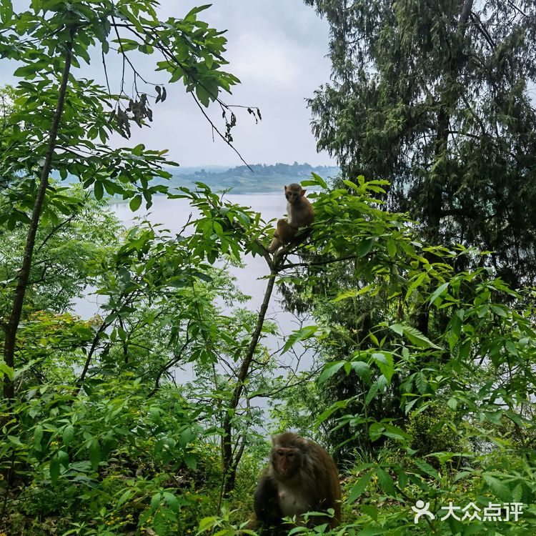 野猴出没，小心！🔥———长寿太极岛