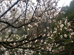 -杭州植物园