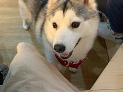 -Husky Go! 哈士奇体验馆·宠物咖啡厅狗咖