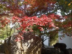 -洛阳市隋唐城遗址植物园