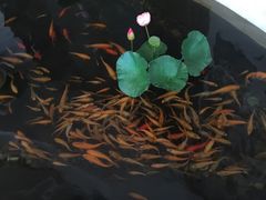 -千岛湖鱼味馆(十字街总店)
