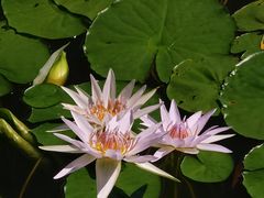 -国家植物园南园