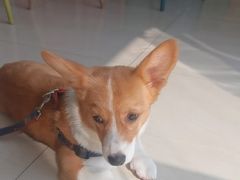 -乐琪宠物医院·犬猫专科·骨外科·急重症