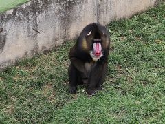 -大连森林动物园