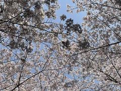 -羊山湖公园