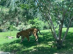 -北京野生动物园