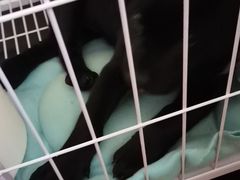 -中农大我爱我爱动物医院·核磁CT·猫病·24小时夜诊中心(石佛营店)