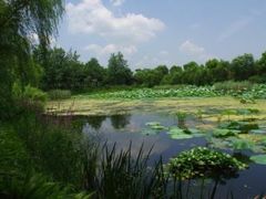 -金银湖国家城市湿地公园