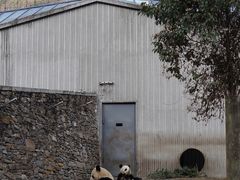 -卧龙中华大熊猫苑神树坪基地